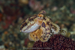 Amphioctopus siamensis