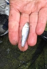 Fundulus parvipinnis