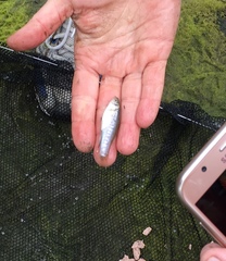 Fundulus parvipinnis