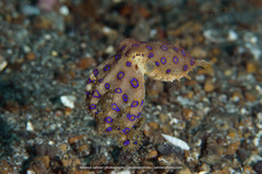 Hapalochlaena lunulata