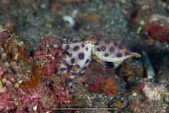 Hapalochlaena lunulata