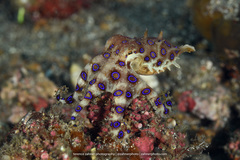 Hapalochlaena lunulata