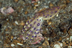 Hapalochlaena lunulata