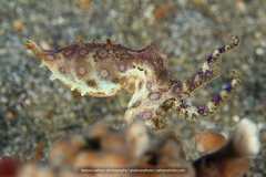 Hapalochlaena lunulata