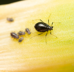 Neotoxoptera formosana