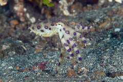 Hapalochlaena lunulata