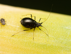 Neotoxoptera formosana