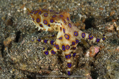 Hapalochlaena lunulata