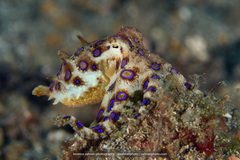 Hapalochlaena lunulata