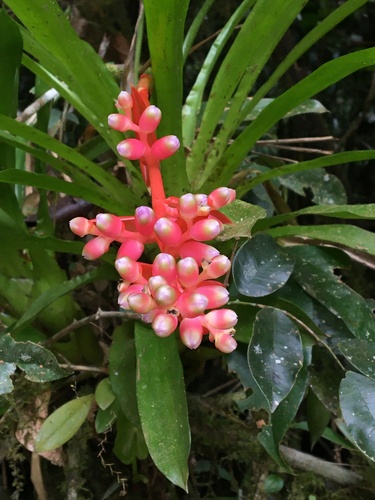 Aechmea weilbachii