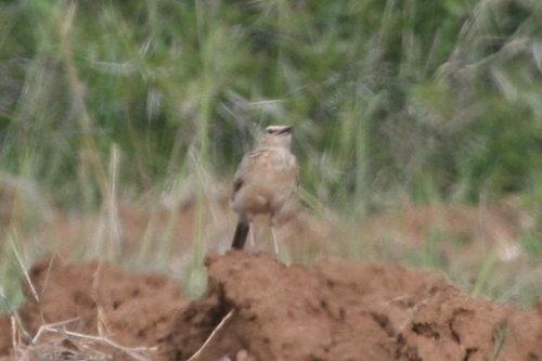 Short-clawed Lark (Certhilauda chuana), photo 5