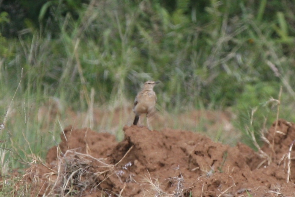 Short-clawed Lark (Certhilauda chuana), photo 3
