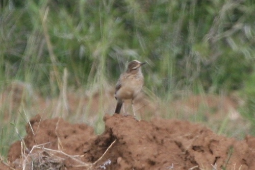 Short-clawed Lark (Certhilauda chuana), photo 2