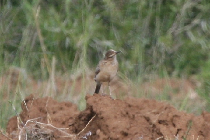 Short-clawed Lark (Certhilauda chuana), photo 2
