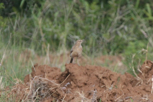 Short-clawed Lark (Certhilauda chuana), photo 4