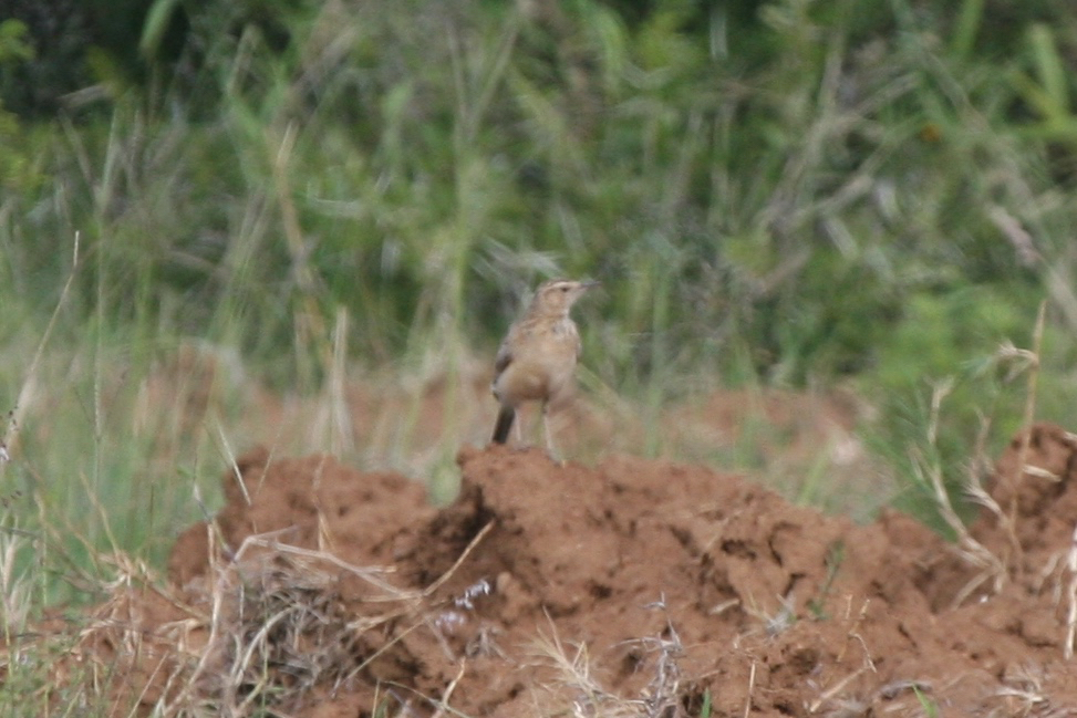 Short-clawed Lark (Certhilauda chuana), photo 4