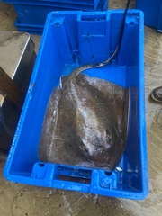 Roughtail Stingray photo 2