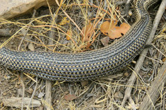 Philodryas chamissonis
