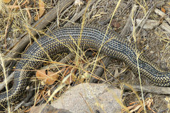 Philodryas chamissonis