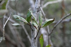 Conocarpus