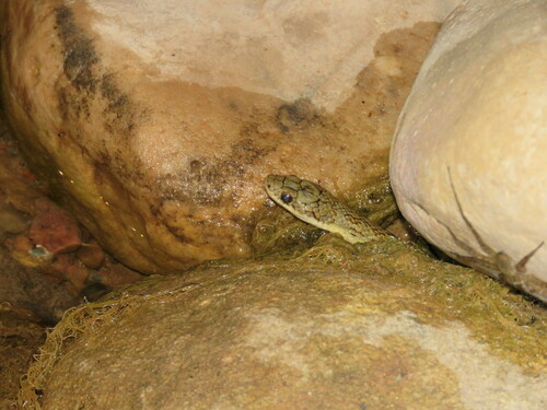Tucumán Smooth Snake