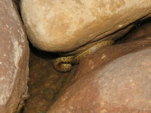 Tucumán Smooth Snake