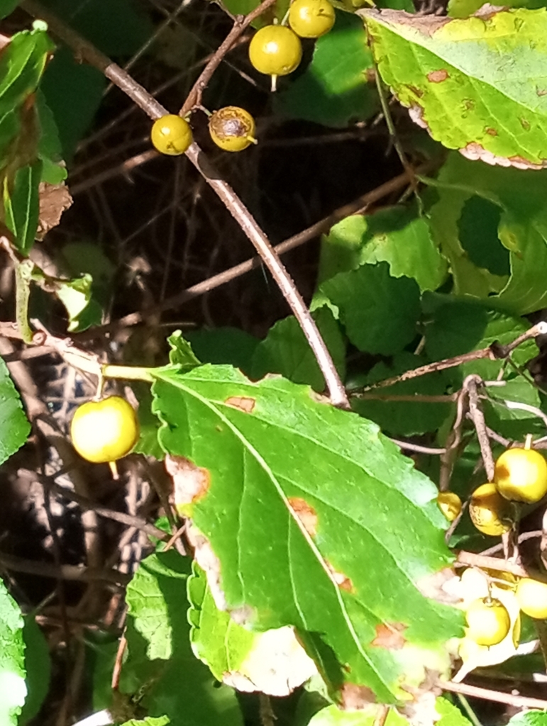 Oriental bittersweet from Rock Creek Park, Washington DC, USA on
