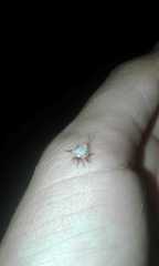 Phoroncidia piratini