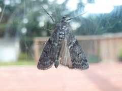 Oreana unicolorella