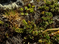 Anisotome flexuosa