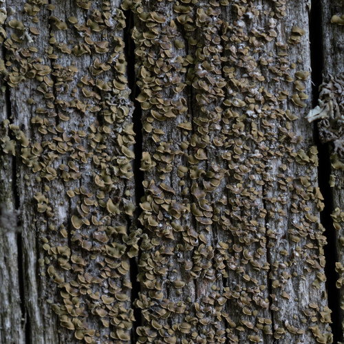 šáločka šupinkatá (Hypocenomyce scalaris)
