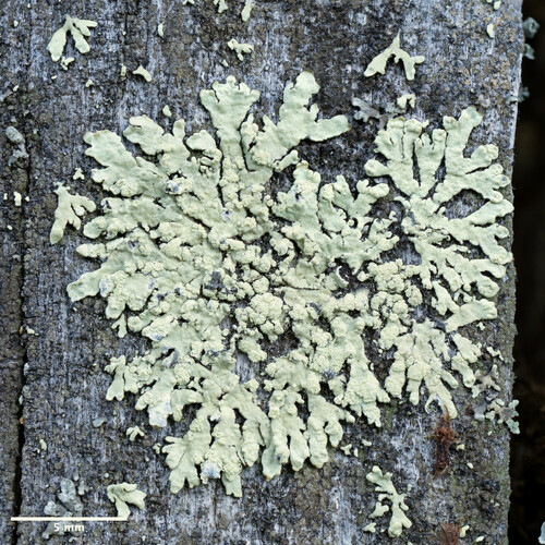 diskovnica pomúčená (Parmeliopsis ambigua)