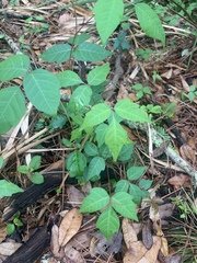 Toxicodendron radicans image