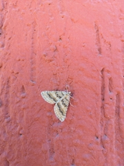 Lepidoptera