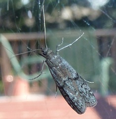 Vitula serratilineella