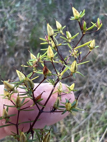 Sandhill St. Johnswort (Hypericum lloydii)