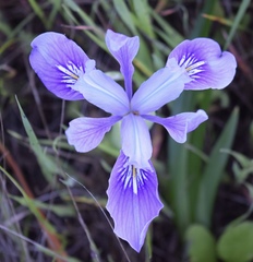 Iris douglasiana