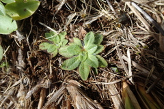 Plantago lanigera