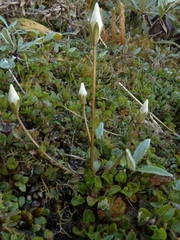 Gentianella grisebachii
