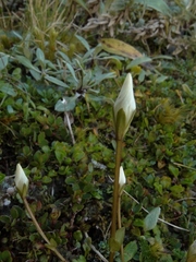 Gentianella grisebachii