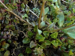 Gentianella grisebachii