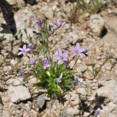 Gilia flavocincta