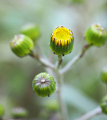 Senecio colensoi