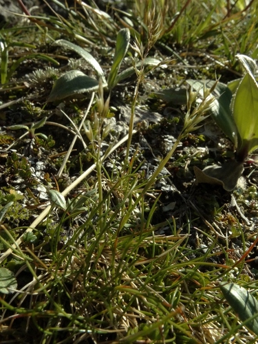 Agrostis aucklandica, 2016-03-21