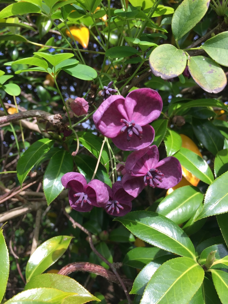 Akebia quinata, Auckland, New Zealand
