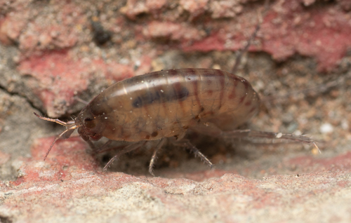 Talitroides topitotum