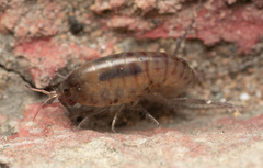 Talitroidae