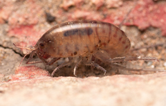 Talitroidae