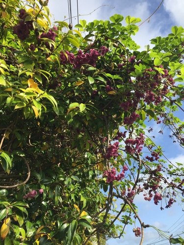 Akebia quinata