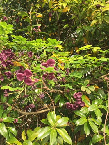 Akebia quinata